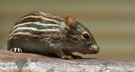 62b29e04f9943a5609749575 62097c7a833f4920a3f1cf2a 617ee0442cc0e27513c4a823 apartment mice